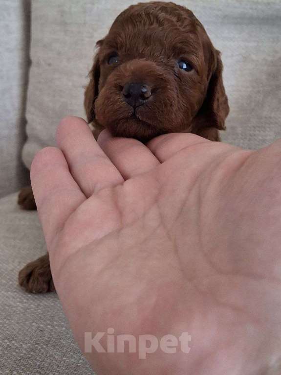 Собаки в Липецке: Продам щенка мальчика Мальчик, 85 000 руб. - фото 6