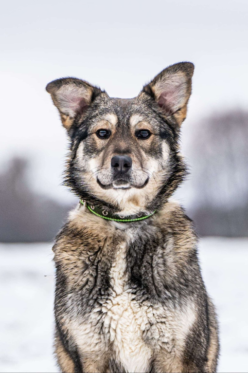 Собаки в Клине: Хэппи — милашка, излучающая свет Девочка, Бесплатно - фото 4