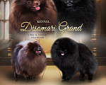 Собаки в Рыбинске: Шпиц, мальчик Мальчик, 85 000 руб. - фото 4