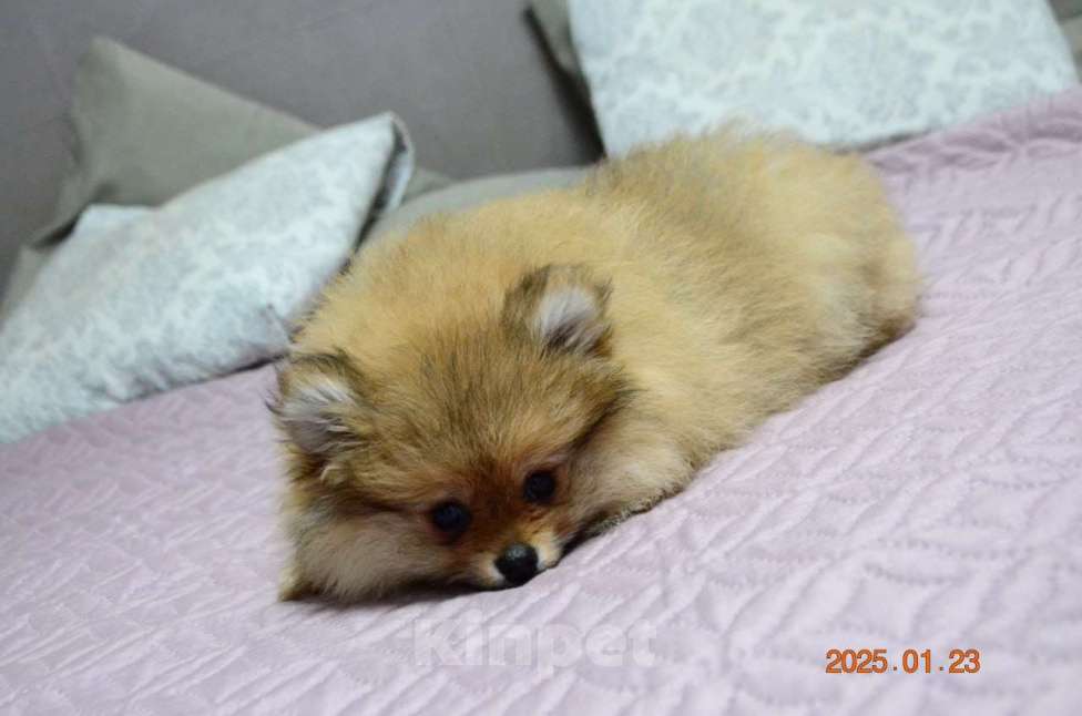 Собаки в Нижнем Новгороде: Девочка породы Померанскиц Шпиц Девочка, 30 000 руб. - фото 4