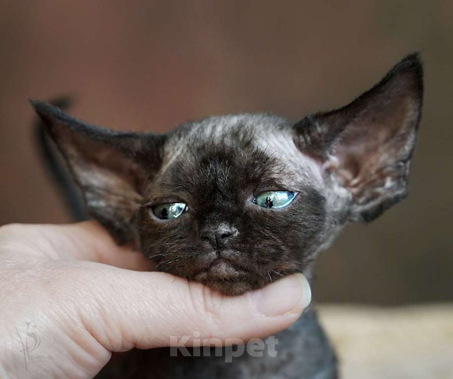 Кошки в Москве: Девон-рекс черная Девочка Девочка, Бесплатно - фото 2