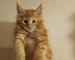 Кошки в Санкт-Петербурге: Котята мейн кун в дом - счастье в нём Мальчик, 15 000 руб. - фото 2