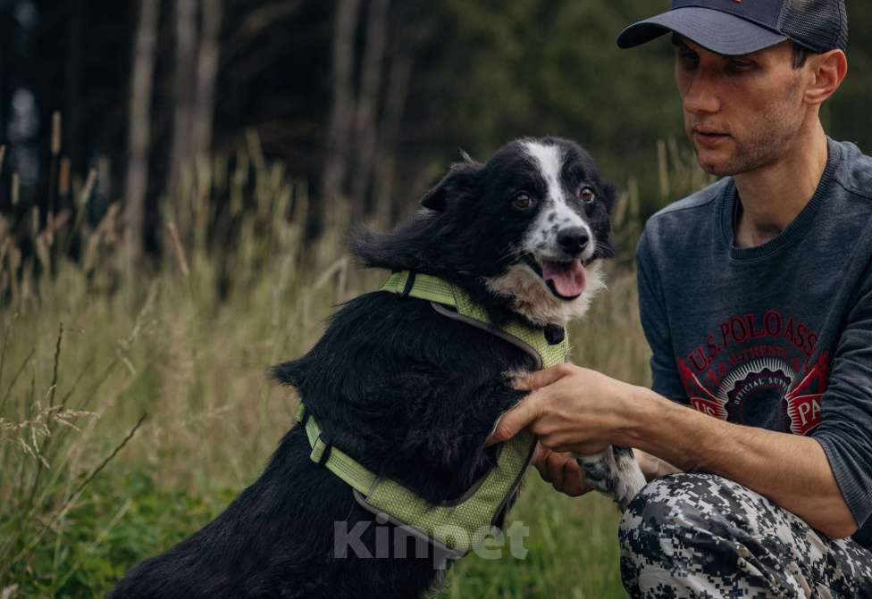 Собаки в Москве: Бордер колли, метис  в добрые руки. Девочка, Бесплатно - фото 3