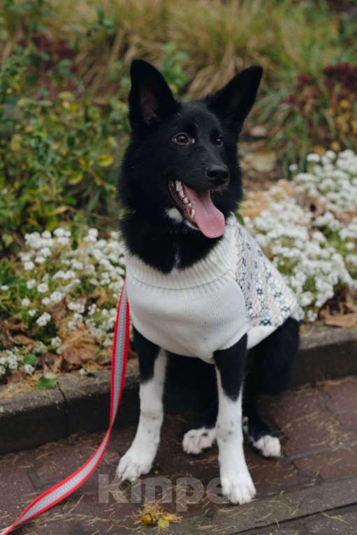 Собаки в Костроме: Бэллочка в поиске дома.  Девочка, Бесплатно - фото 10