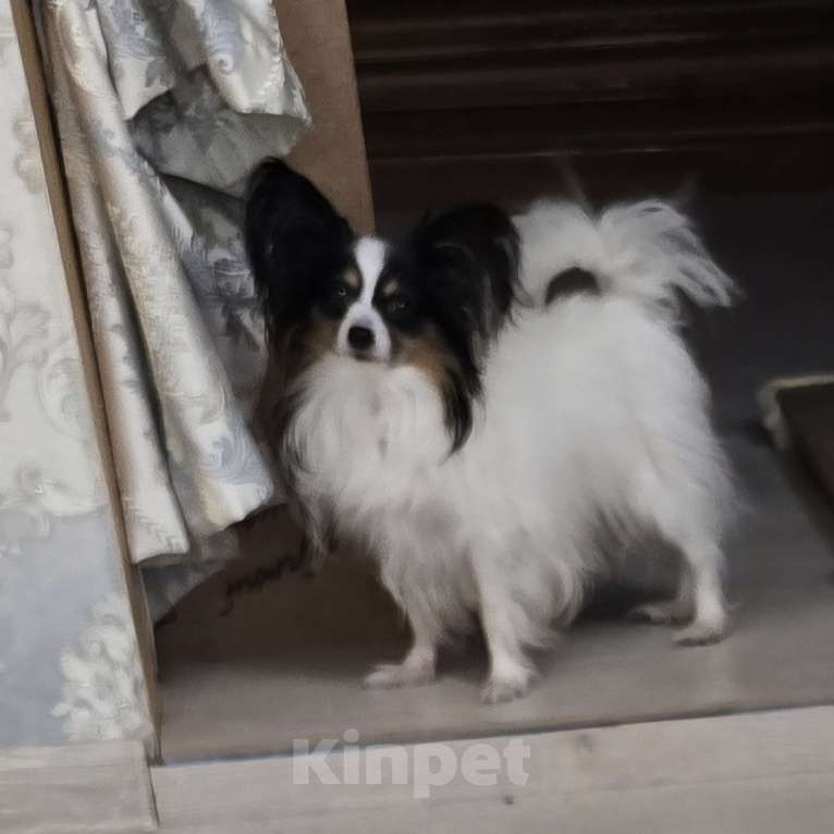 Собаки в других городах Московской области: Щенок девочка папильон Papillon  Девочка, 65 000 руб. - фото 8