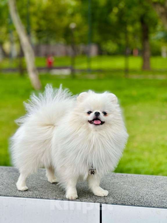 Собаки в Видном: Померанский шпиц, вязка Мальчик, 15 000 руб. - фото 4