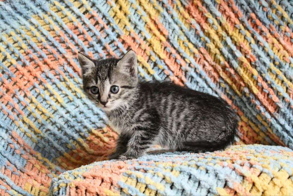 Кошки в Москве: Котенок Джульбарс ищет дом Мальчик, Бесплатно - фото 4