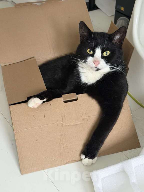 Кошки в Москве: Альпинист- кот оптимиста Мальчик, Бесплатно - фото 1