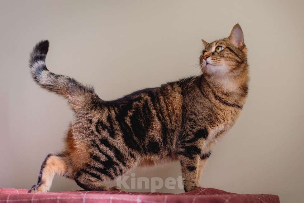 Кошки в Москве: Шикарный мраморный кот в добрые руки Мальчик, Бесплатно - фото 3