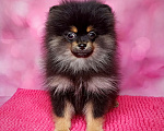 Собаки в Москве: Померанский шпиц девочка. Девочка, 35 000 руб. - фото 4