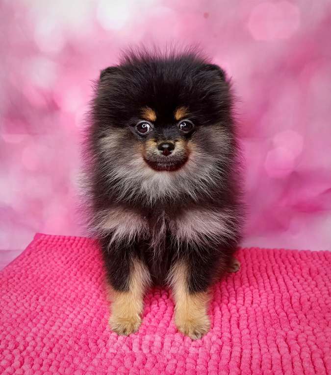 Собаки в Москве: Померанский шпиц девочка. Девочка, 35 000 руб. - фото 4