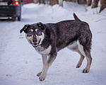 Собаки в Солнечногорске: Бывшедомашняя девочка в поисках новой семьи Девочка, Бесплатно - фото 5