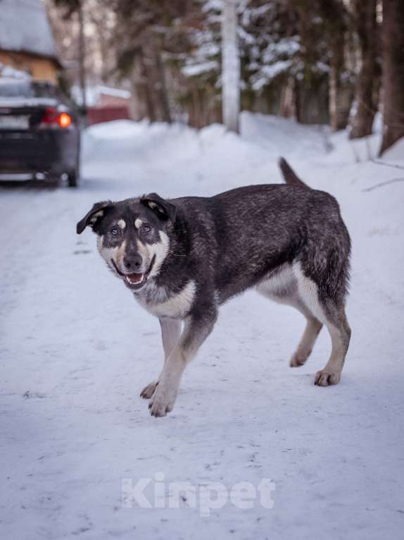 Собаки в Солнечногорске: Бывшедомашняя девочка в поисках новой семьи Девочка, Бесплатно - фото 5