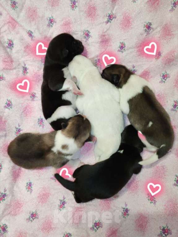 Собаки в Санкт-Петербурге: Американская Акита щенки Мальчик, 35 000 руб. - фото 1