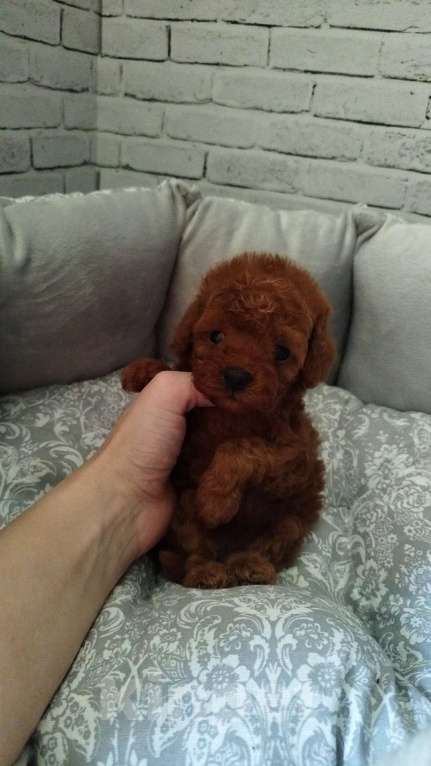 Собаки в Москве: Той-пудель девочка РКФ Девочка, 120 000 руб. - фото 2