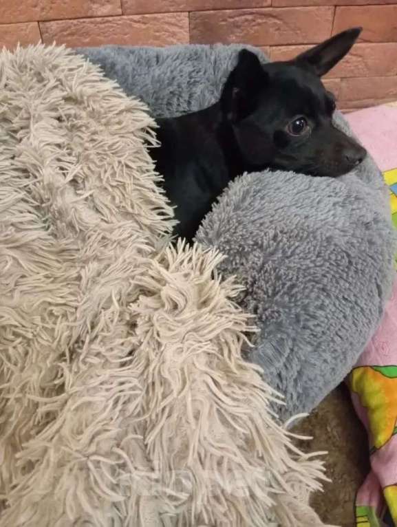 Собаки в Москве: Пиксель ищет дом Мальчик, Бесплатно - фото 4