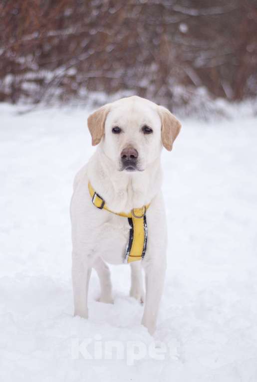 Собаки в Москве: Его выбросили хозяева, но Луни не утратил веру в лбдей Мальчик, Бесплатно - фото 2