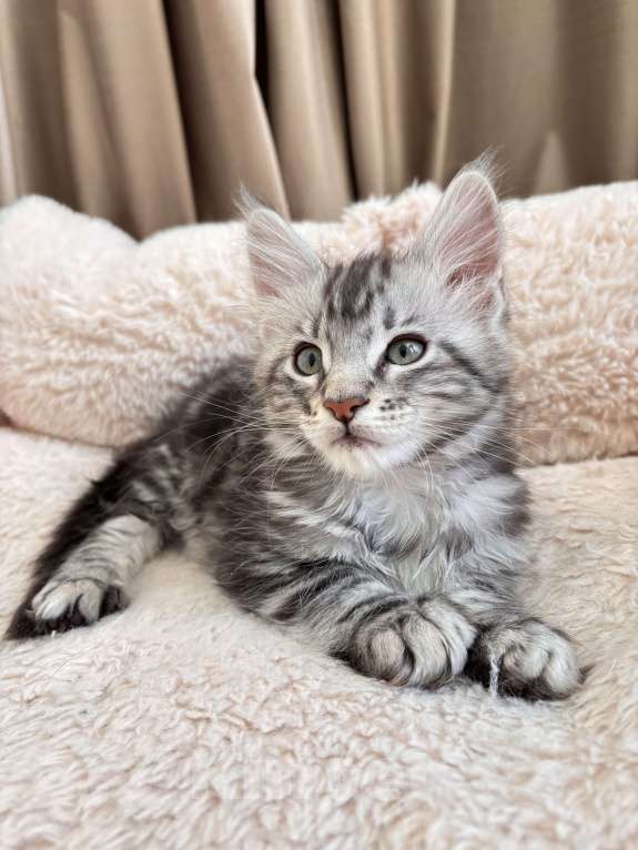 Кошки в Калининграде: Чистокровный котенок Мэйкун / ns22 Мальчик, 45 000 руб. - фото 2