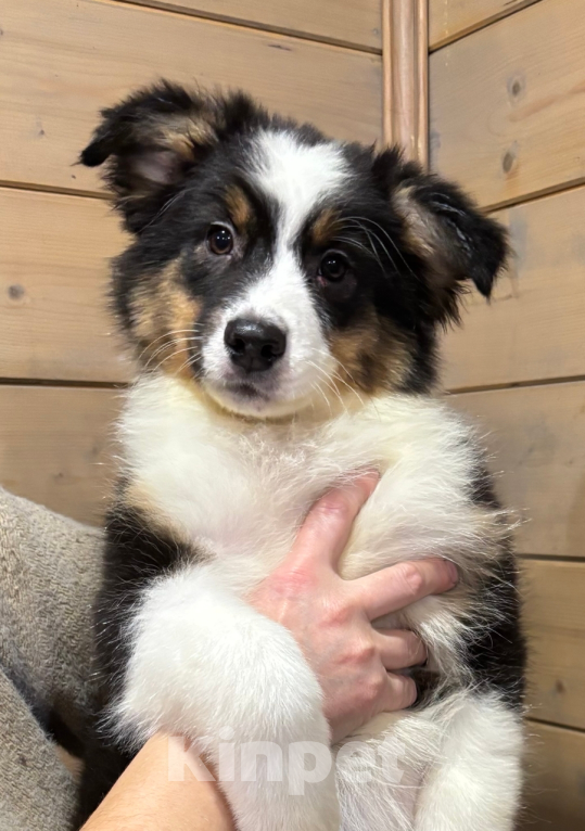 Собаки в Санкт-Петербурге: Австралийская овчарка щенок Девочка, 50 000 руб. - фото 1