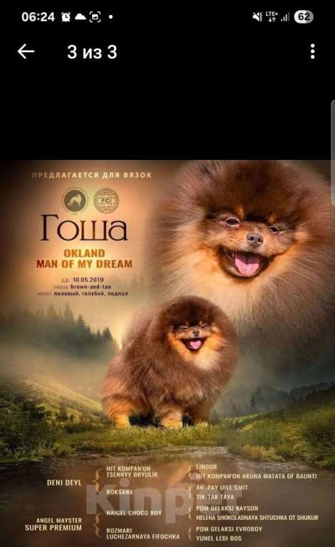 Собаки в Санкт-Петербурге: Кобель для вязки Мальчик, 35 000 руб. - фото 1