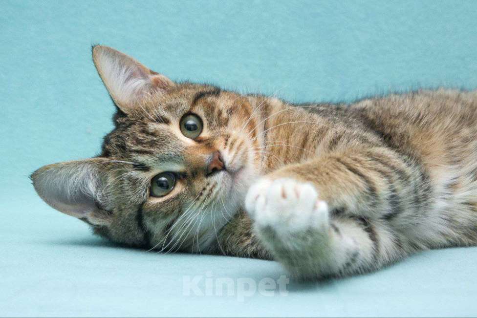 Кошки в Москве: Котенок Кекс Мальчик, Бесплатно - фото 9