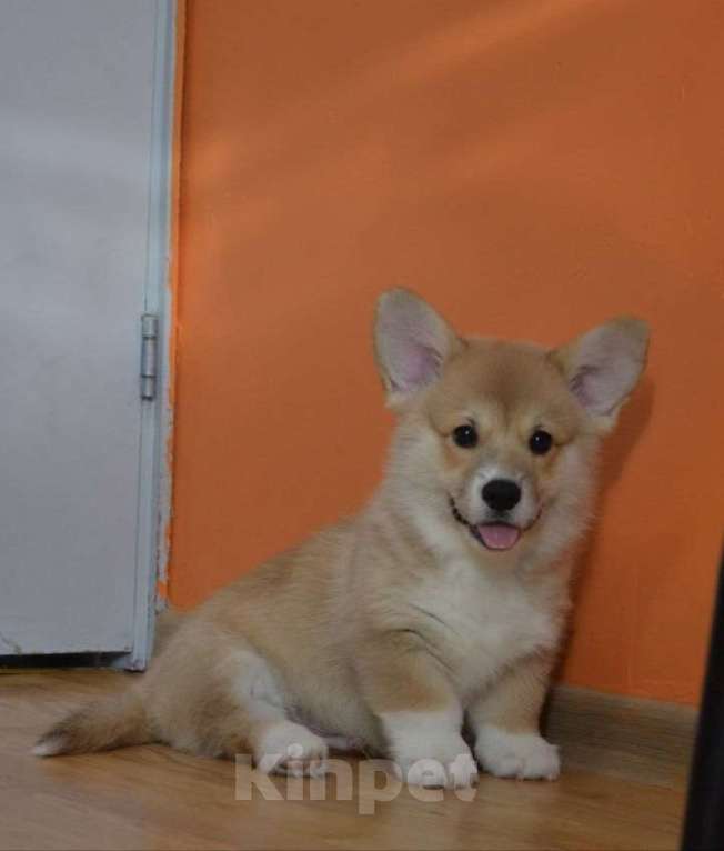 Собаки в Санкт-Петербурге: Красавцы коржики  Мальчик, 60 000 руб. - фото 3