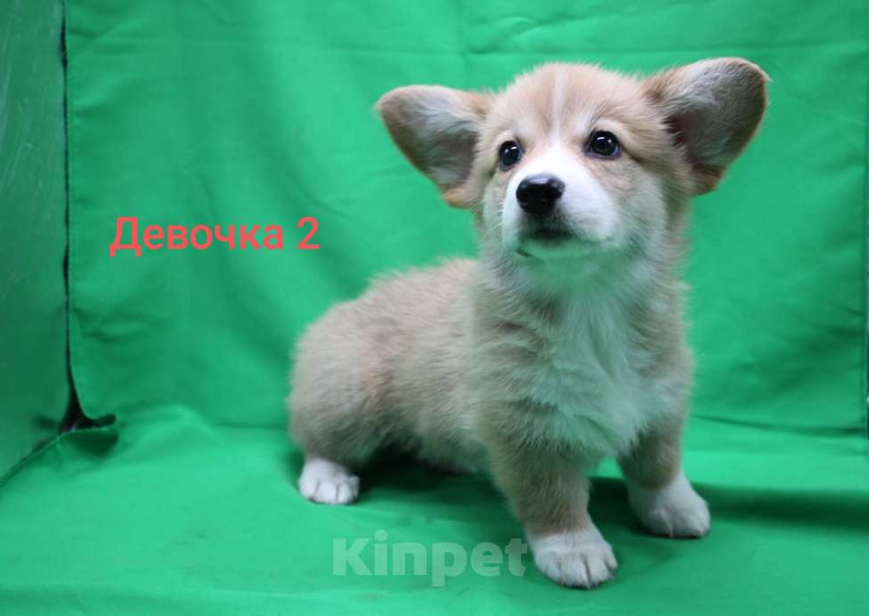 Собаки в Москве: Щенки вельш корги пемброк  Девочка, 32 000 руб. - фото 1
