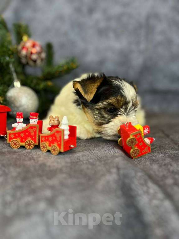 Собаки в Вологде: Щенок бивер терьера Мальчик, 90 000 руб. - фото 4