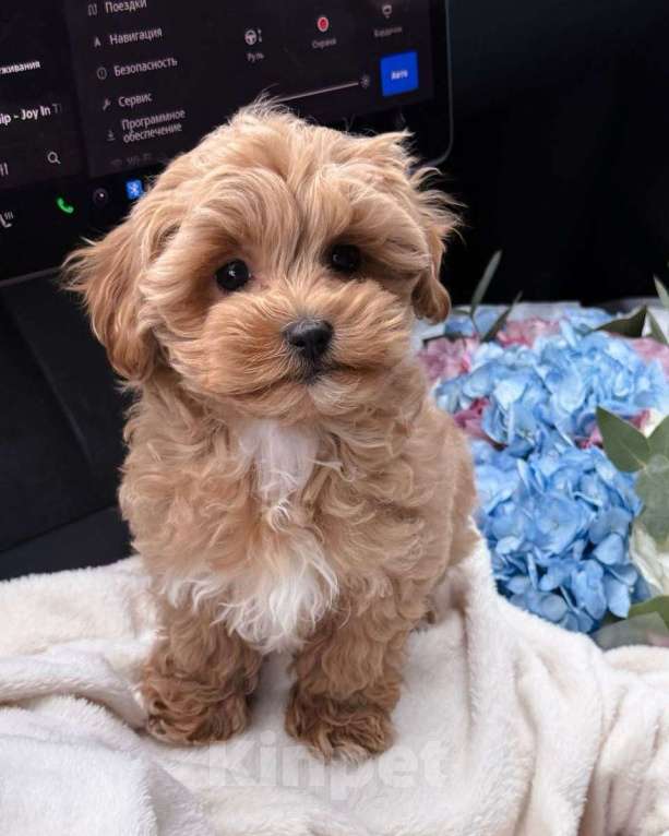 Собаки в Самаре: Мальтипу, щенок Мальчик, 180 000 руб. - фото 7