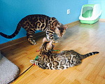 Кошки в Екатеринбурге: Шикарные котята бенгальской породы, 60 000 руб. - фото 4