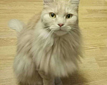Кошки в Ливны: Кот, 10 руб. - фото 2
