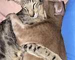 Кошки в Москве: Продам двух ориентальных котят премиум не дорого Мальчик, 55 000 руб. - фото 5
