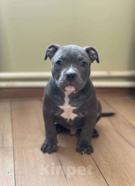 Собаки в других городах Московской области: Американский Булли Мальчик, 70 000 руб. - фото 4