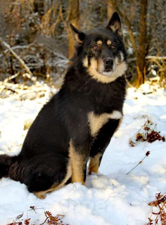 Собаки в Балашихе: Джейсон спасен из ужаса и хочет быть любимым другом Мальчик, Бесплатно - фото 2