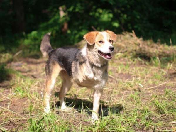 Собаки в Москве: Ирма Девочка, Бесплатно - фото 2