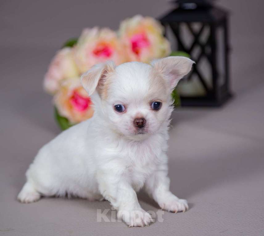 Собаки в Богдане: Щенки чихуахуа  Девочка, 35 000 руб. - фото 1