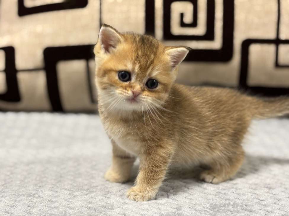 Кошки в Пензе: Шотландские Девочка, 18 000 руб. - фото 2