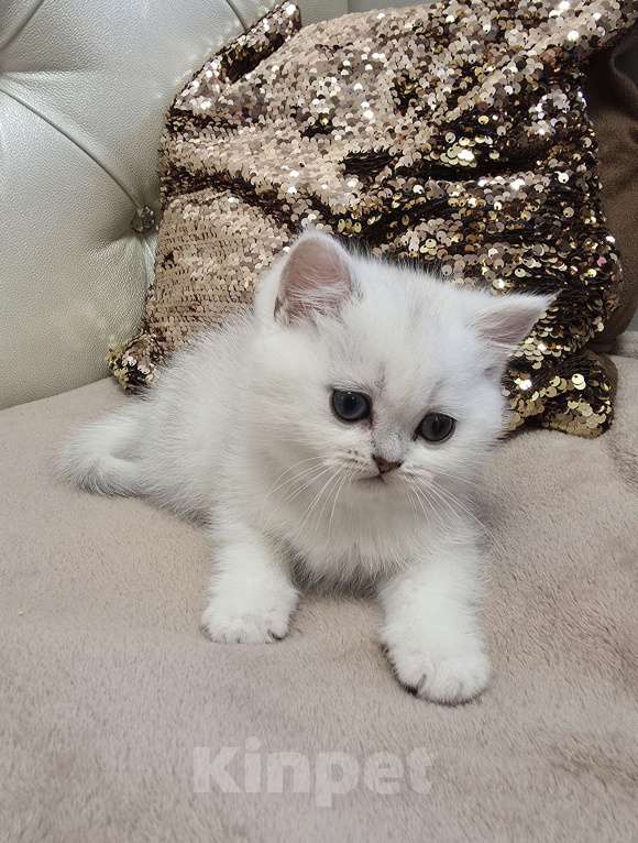 Кошки в Абакане: Предлагается котенок шотландская серебристая шиншилла (девочка) Девочка, Бесплатно - фото 6