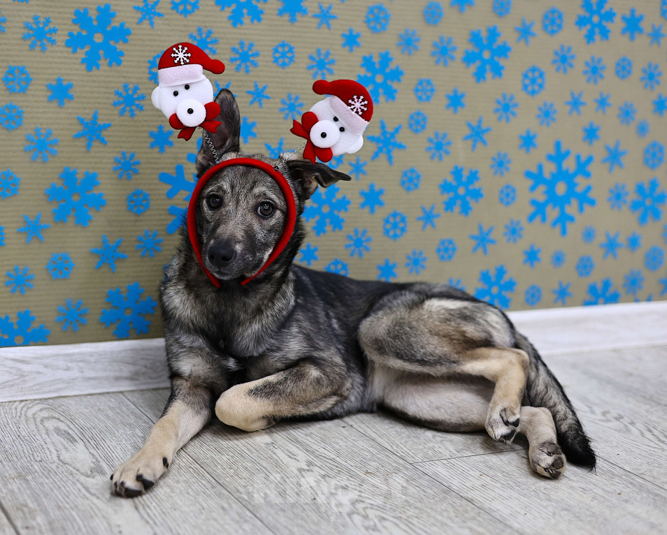 Собаки в Москве: Щенки бесплатно в Москве Девочка, Бесплатно - фото 2