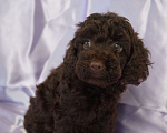 Собаки в Москве: Пудель- шоколадный мальчик Мальчик, 50 000 руб. - фото 2