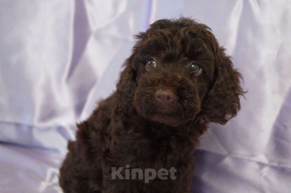 Собаки в Москве: Пудель- шоколадный мальчик Мальчик, 50 000 руб. - фото 2