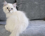 Кошки в Белокурихе: Спокойная, нежная, добрая девочка Девочка, 60 000 руб. - фото 3