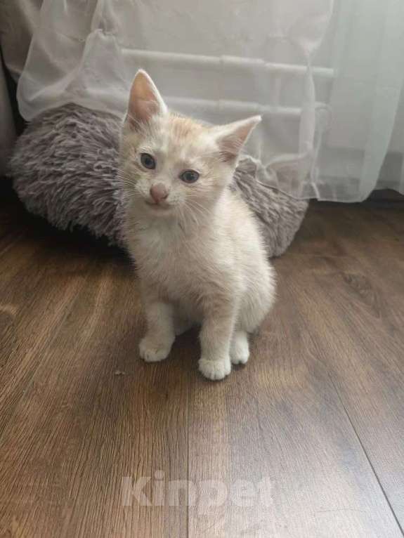 Кошки в Москве: Котенок в добрые руки Мальчик, Бесплатно - фото 3