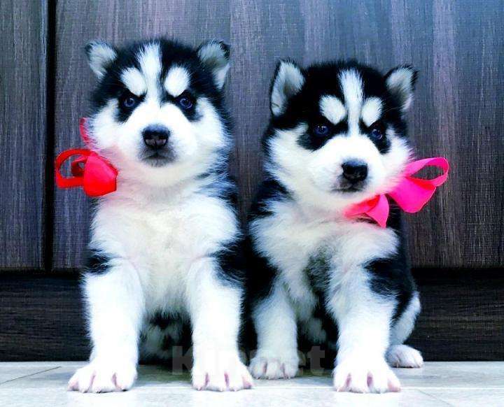 Собаки в Пскове: ХАСКИ щеночки для ВАС (черно-белые и другие), 20 000 руб. - фото 1
