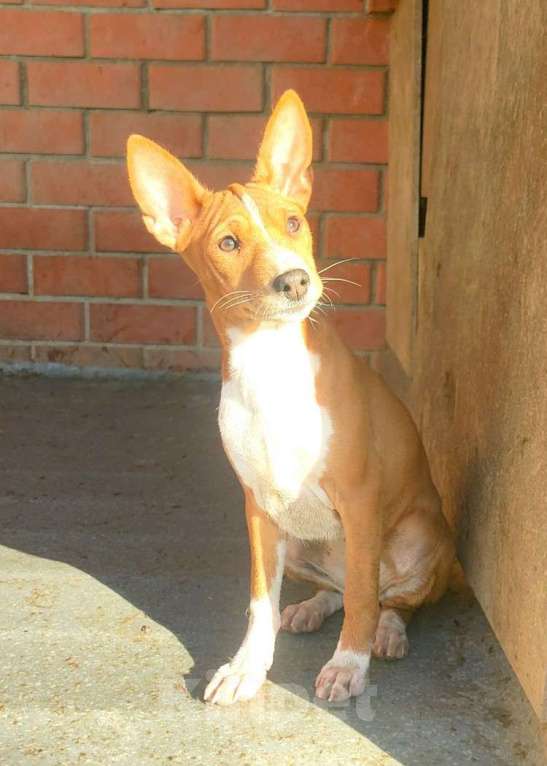 Собаки в Красноармейске: Щенки басенджи Мальчик, 35 000 руб. - фото 4