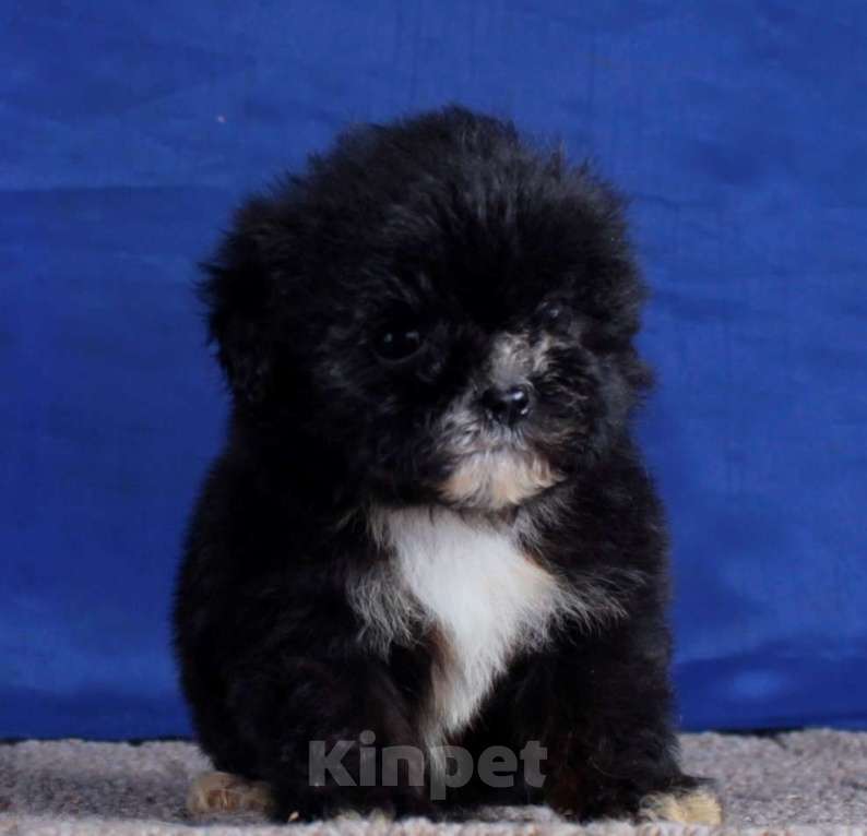 Собаки в Москве: мальтипу мини и микро, бэби фейс Девочка, 120 000 руб. - фото 4