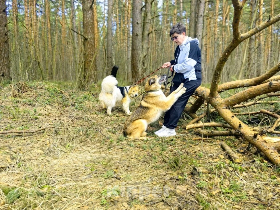 Собаки в Балашихе: Харви метис лайки высокий ,статный красавец Мальчик, Бесплатно - фото 4