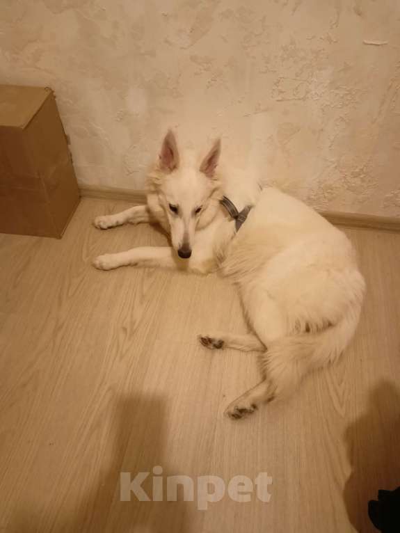 Собаки в Кирове: Швейцарская овчарка Девочка, 8 000 руб. - фото 5