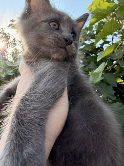 Котенок мейн кун 1,5 месяца