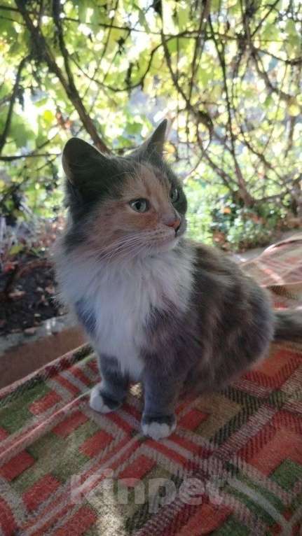 Кошки в Курске: Найдена кошка Девочка, Бесплатно - фото 4
